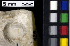 Foto (Detailansicht) von Decapoda indet. (NHMW-GEO-1990-0041-0126)